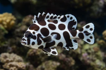 Plectorhinchus chaetodonoides (Peixe de diagrama de arlequin)