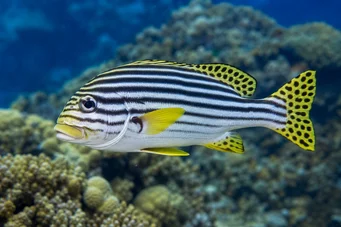 Plectorhynchus orientalis Gateral Oriental