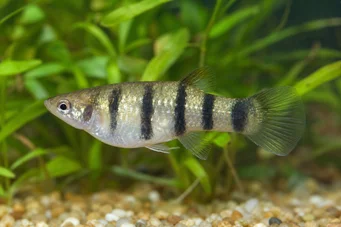 Poecilia nigrofasciata Ray Poecilia preta