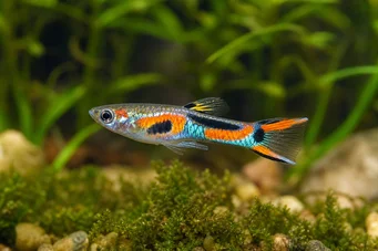 Poecilia sp.endler Endler