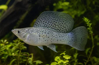 Poecilia velifera (Molly Veil)