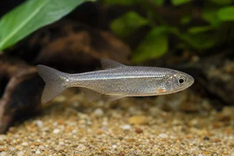 Poissonsus picus (Peixe porc-épico)