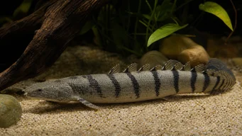 Polypterus delhezi Zaïre Polyptere (Bichir)
