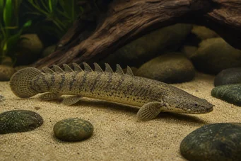 Polypterus palmas Polypterus palmas