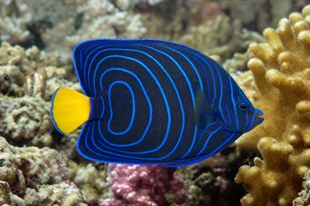 Pomacanthus annularis (Anel de peixe)