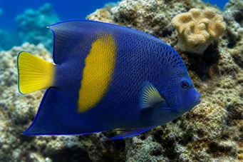 Pomacanthus maculosus Peixe anjo em croissant