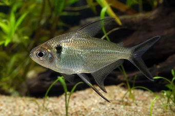 Poptella longipinnis Tetra de barbatanas longas