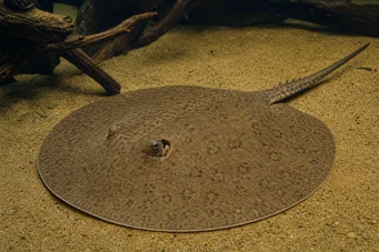 Potamotrygon hystrix