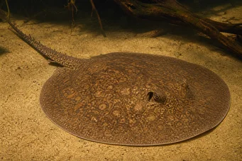 Potamotrygon laticeps Réie à aiguillon comum