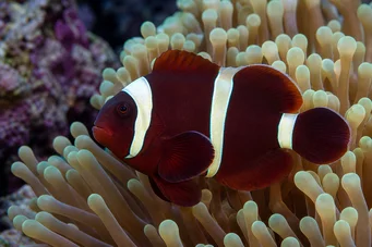 Premnas biaculeatus (Palhaço espinhoso)