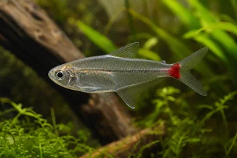 Prionobrama filigera Personagem de vidro de rabo vermelho