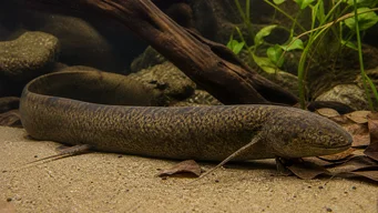 Protopterus annectens annectens Dipneuste africano