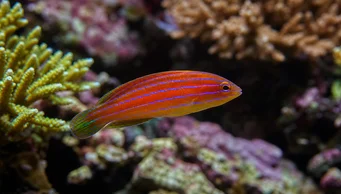 Pseudocheilinus hexataenia (Labrum de seis linhas)