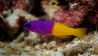 Pseudochromis paccagnellae (Peixes-envergonhados de baunilha)