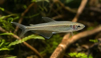 Pseudocorynopoma doriae Pipa