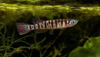 Pseudoepiplatys annulatus Palhaço killi