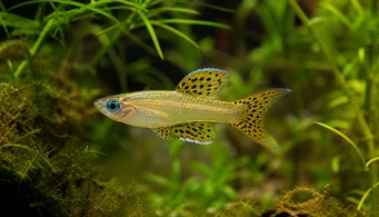 Pseudomugil gertrudae Gertrude, de olhos azuis
