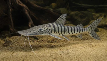 Pseudoplatystoma fasciata Tigre
