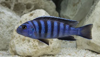 Pseudotropheus elongatus Cichlids alongados
