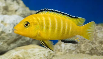 Pseudotropheus lombardoi Pseudotropheus lombardoi