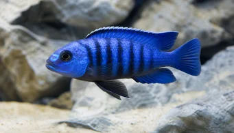 Pseudotropheus saulosi Saulosi pseudotrófico