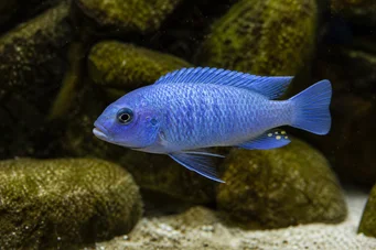 Pseudotropheus socolofi Cichlid azul