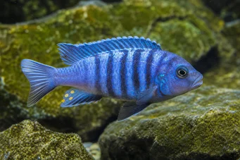 Pseudotropheus tropheops Amarelo