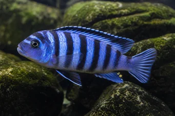 Pseudotropheus zebra Cichlid do Malawi