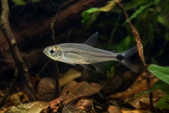 Pterobrycon myrnae Brycon (Tetra) em barbatanas