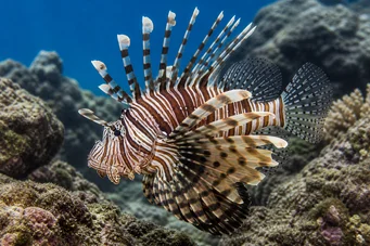 Pterois sphex Havaí pterois