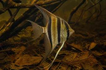 Pterophyllum altum Altum escalar