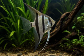 Pterophyllum scalare Escalar