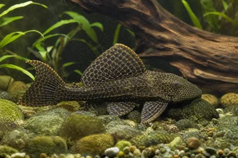 Pterygoplichthys anisitsi Snow Pleco