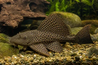Pterygoplichthys gibbiceps