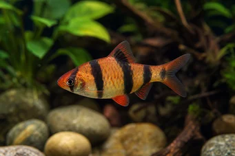 Puntius fasciatus Morango barbudo, fogo barbudo