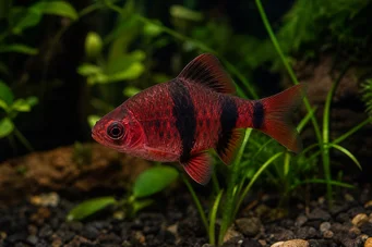 Puntius nigrofasciatus Red Head Beardbus, Nigor barbudo