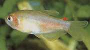 Rachoviscus graciliceps Caráter gracile