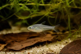 Rachoviscus graciliceps Caráter gracile