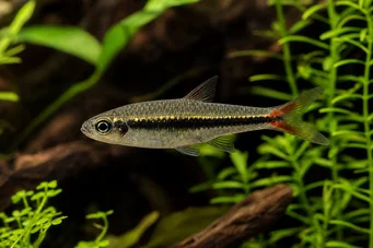 Rasbora borapetensis Vermelho -reto