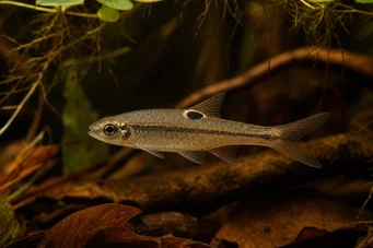 Rasbora dorsiocellata Rasbora em Ocelle
