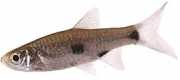 Rasbora elegans Rasbora elegante