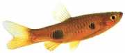 Rasbora kalachroma Palhaço de Rasbora