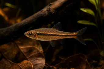 Rasbora kalachroma Palhaço de Rasbora