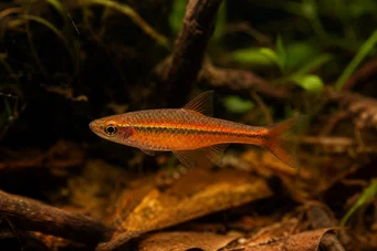 Rasbora vaterifloris Pérola