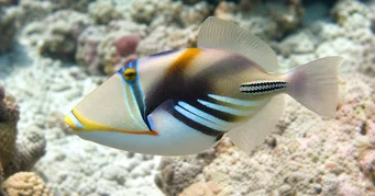 Rhinecanthus aculeatus Ballist-Picasso
