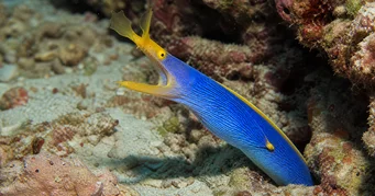 Rhinomuraena amboinensis Fita azul
