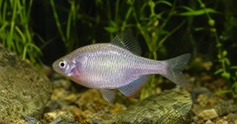 Rhodeus sericeus Bouvière