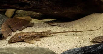 Rineloricaria Rineloricaria