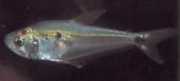 Roeboides dayi Tetra de vidro