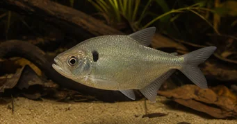 Roeboides descalvadensis Hunchback, de frente no fundo de Descalvado